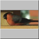 Pyrrhula pyrrhula - Gimpel m05.jpg